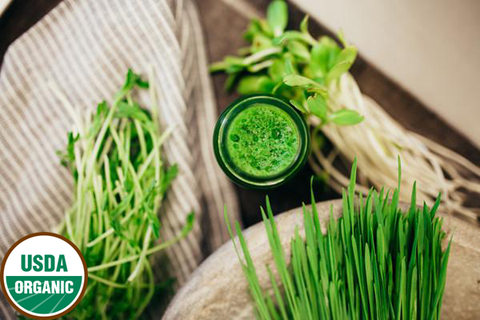 Fresh-Cut Organic Wheatgrass and Sprouts