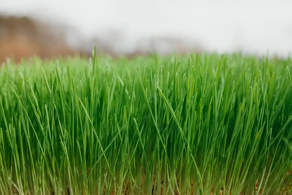 Organic Wheat Seed For Growing Wheatgrass - Sprouting Wheat Berries