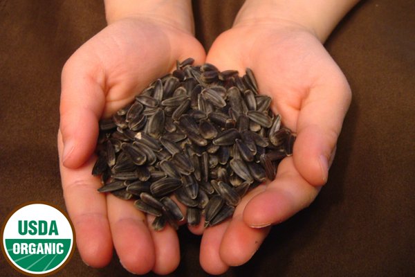 Buy Organic Sunflower Seeds