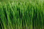 1 LB Fresh Organic Wheatgrass - Andi's Way