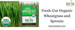 Energize Naturally: Embrace the Perks of Organic Wheatgrass and Sprouts