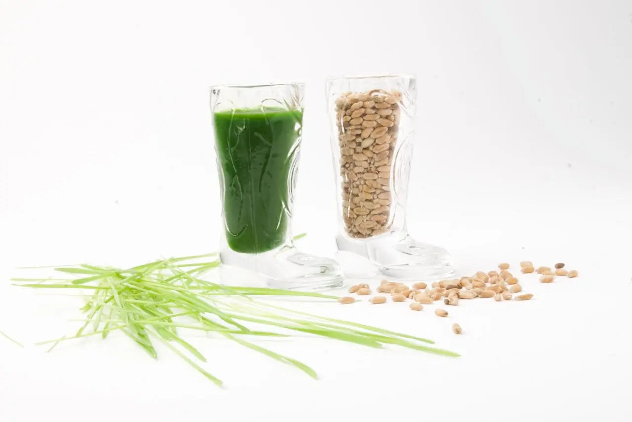 Is Wheatgrass Nutrition Suitable for Everyone?