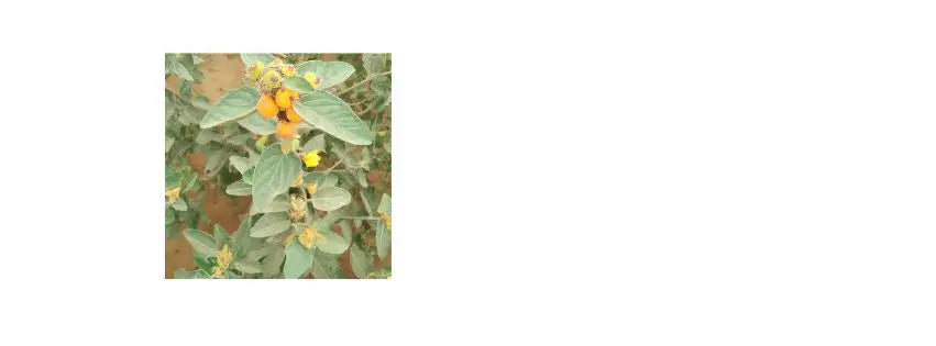 Exploring the benefits of Ashwagandha