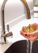5 Amazing Health Benefits of Organic Sprouting at Home