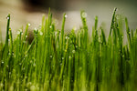 How to grow wheatgrass successfully at home.