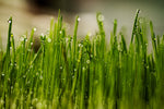 How to grow wheatgrass successfully at home