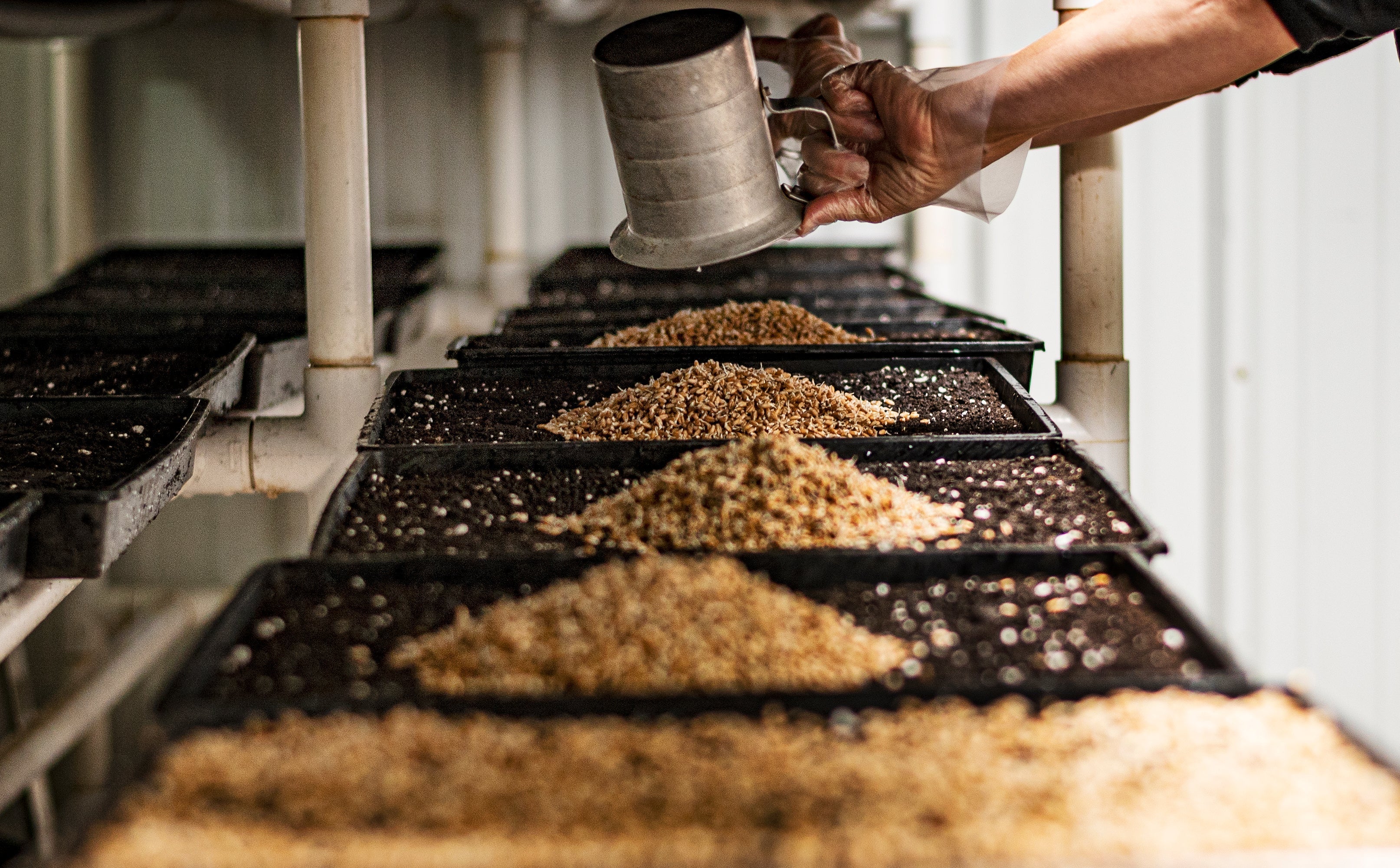 The Complete Guide to Growing Microgreens Indoors