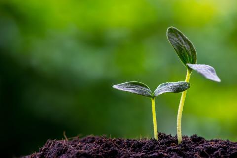 Unlock The Power of Premium Organic Seeds and Beans