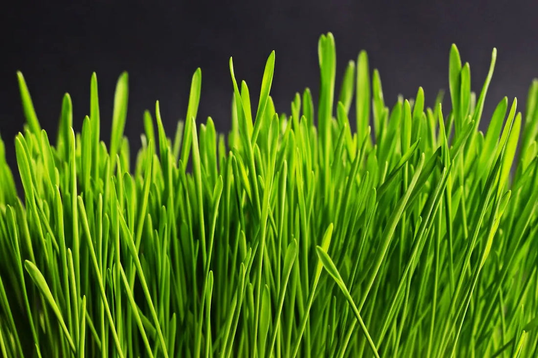 Wheatgrass Harvest