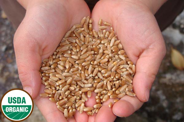 Organic Seeds and Beans - Andi's Way