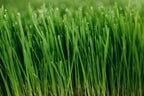 1 LB Fresh Organic Wheat grass - Andi's Way