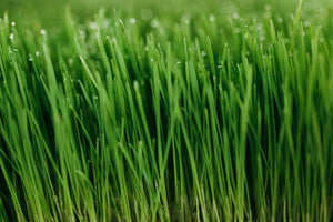 
                  
                    Load image into Gallery viewer, 1 LB Fresh Organic Wheat grass - Andi&#39;s Way
                  
                