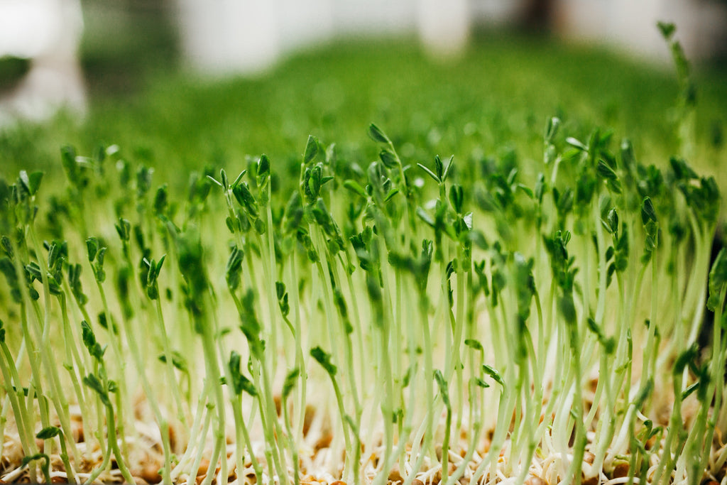 15 lb Large Bundle (5 lb each Wheatgrass, Sunflower, and Pea)Wheatgrass and Greens15 lb Large Bundle (5 lb each) - Andi's Way