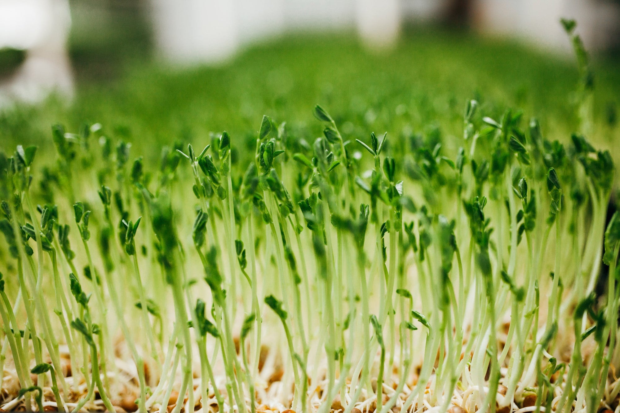 15 lb Large Bundle (5 lb each Wheatgrass, Sunflower, and Pea)Wheatgrass and Greens15 lb Large Bundle (5 lb each) - Andi's Way