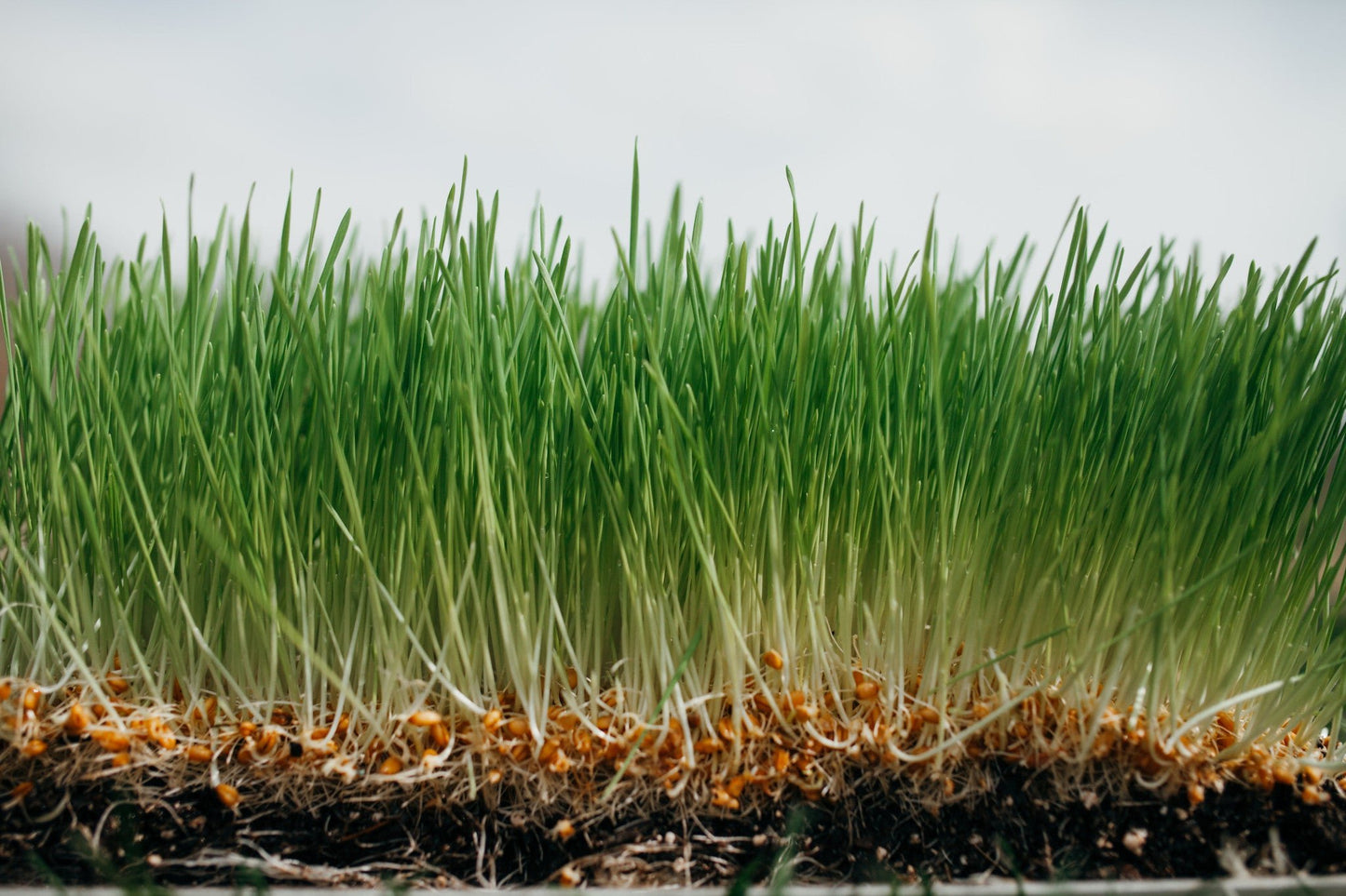 15 lb Large Bundle (5 lb each Wheatgrass, Sunflower, and Pea)Wheatgrass and Greens15 lb Large Bundle (5 lb each) - Andi's Way