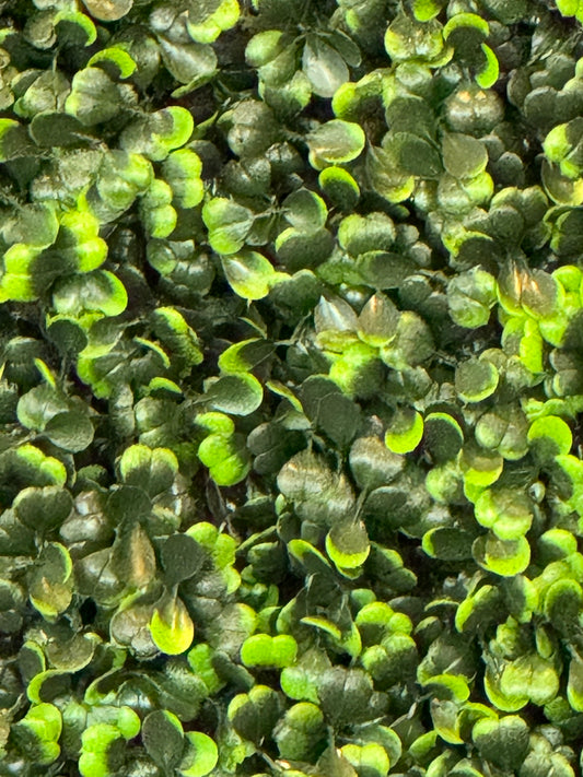 Radish Microgreens Andi's Way in clamshell