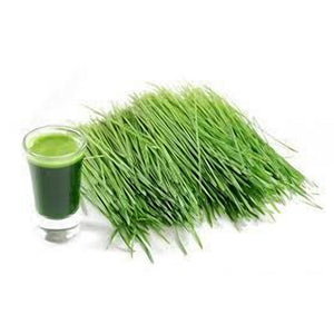 
                  
                    Load image into Gallery viewer, 2oz Raw Wheatgrass 30 Shots Andisway
                  
                