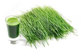 Frozen 100 Raw Organic Wheatgrass Juice 30 Shots of 2 oz juice