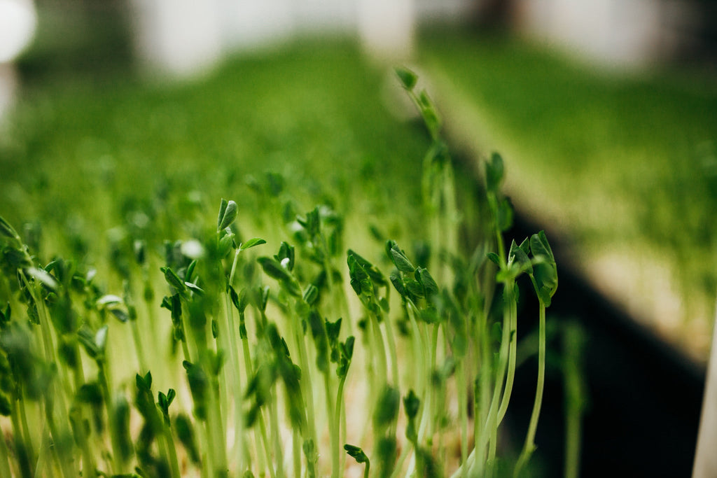 9 lb Medium Bundle (3lb each Wheatgrass, Sunflower, and Pea)Wheatgrass and Greens9 lb Medium Bundle (3lb each) - Andi's Way