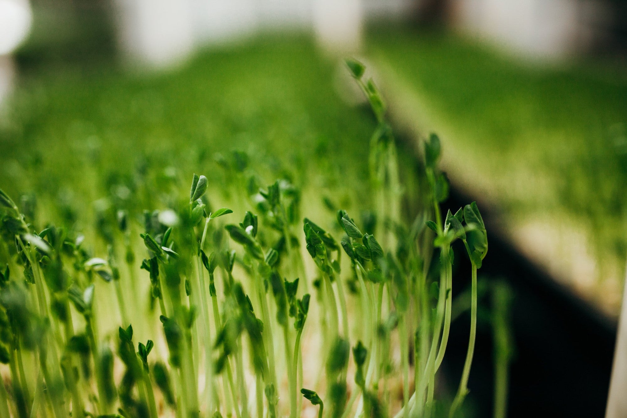 9 lb Medium Bundle (3lb each Wheatgrass, Sunflower, and Pea)Wheatgrass and Greens9 lb Medium Bundle (3lb each) - Andi's Way