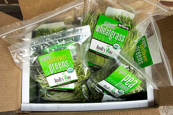9 lb Medium Bundle (3lb each Wheatgrass, Sunflower, and Pea)Wheatgrass and Greens9 lb Medium Bundle (3lb each) - Andi's Way