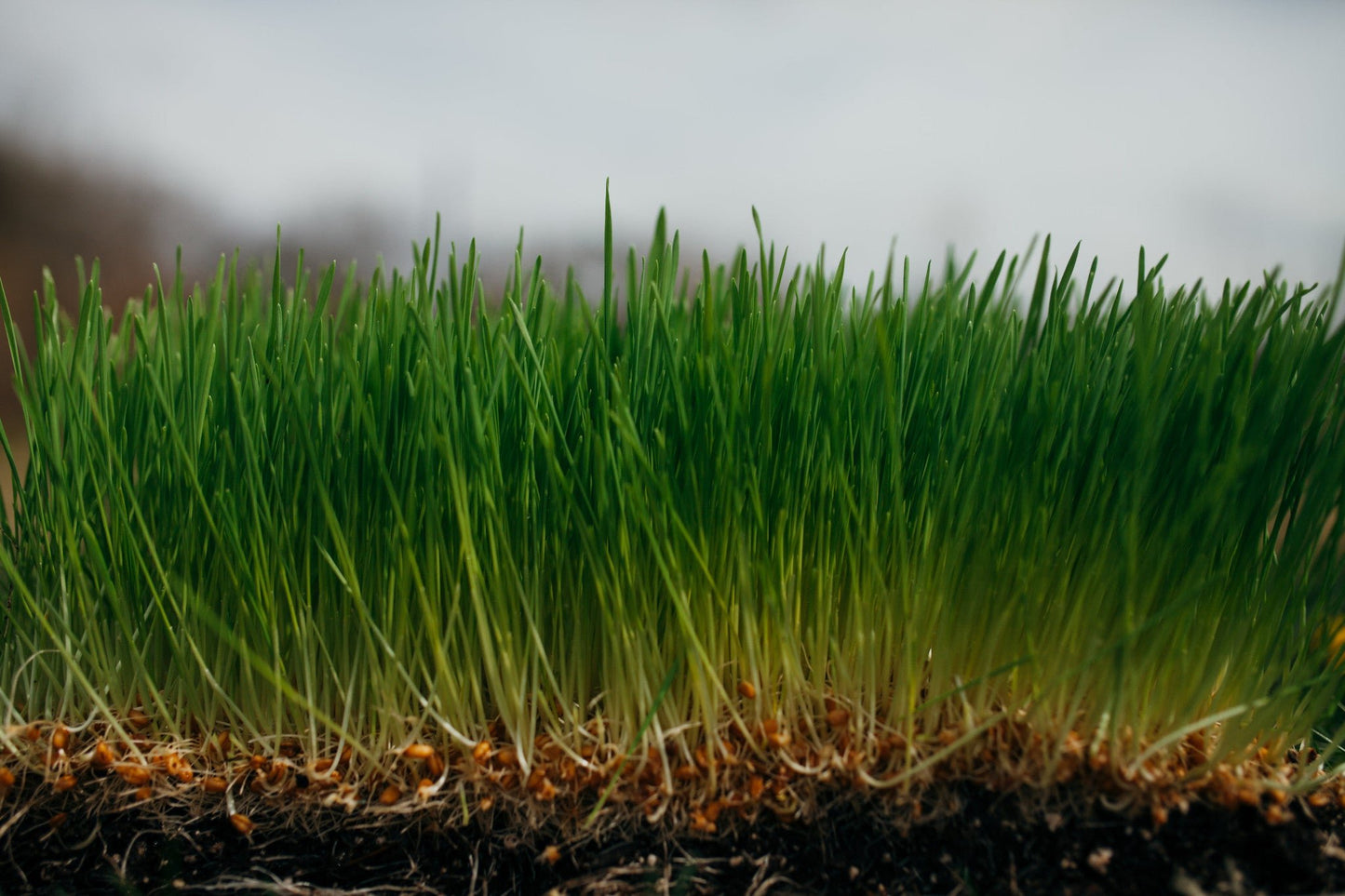 9 lb Medium Bundle (3lb each Wheatgrass, Sunflower, and Pea)Wheatgrass and Greens9 lb Medium Bundle (3lb each) - Andi's Way