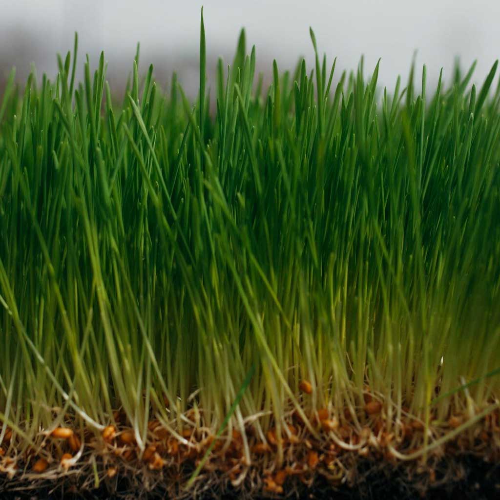 Fresh Organic Wheatgrass AndisWay