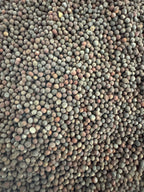 Organic Broccoli Microgreen Seeds