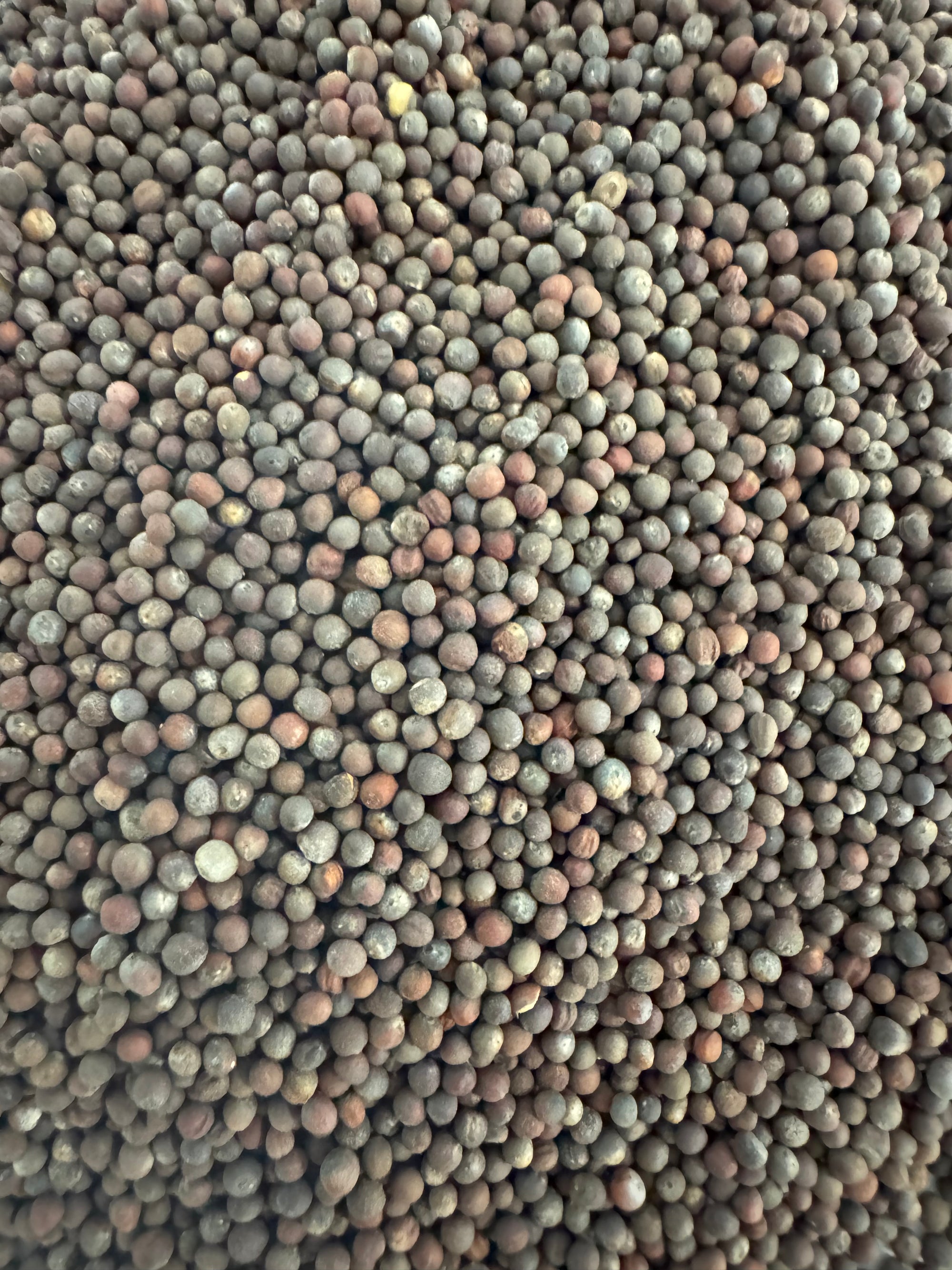 Organic Broccoli Microgreen Seeds