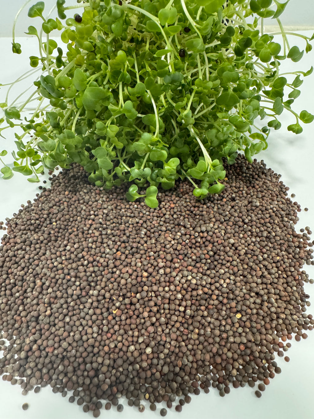 Organic Broccoli Microgreen Seeds