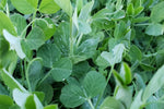 Organic Pea Tendrils Andisway