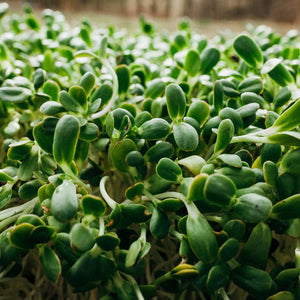 
                  
                    Load image into Gallery viewer, Organic Sunflower Greens Andisway
                  
                