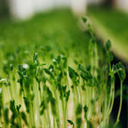 Fresh Pea Greens Andisway