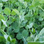 Organic Pea Tendrils Andisway