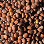 Organic Radish Seeds Andisway