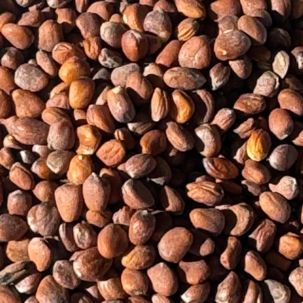 Organic Radish Seeds Andisway