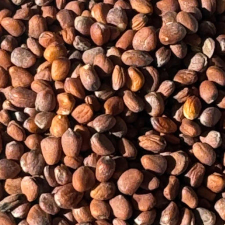 Organic Radish Seeds Andisway