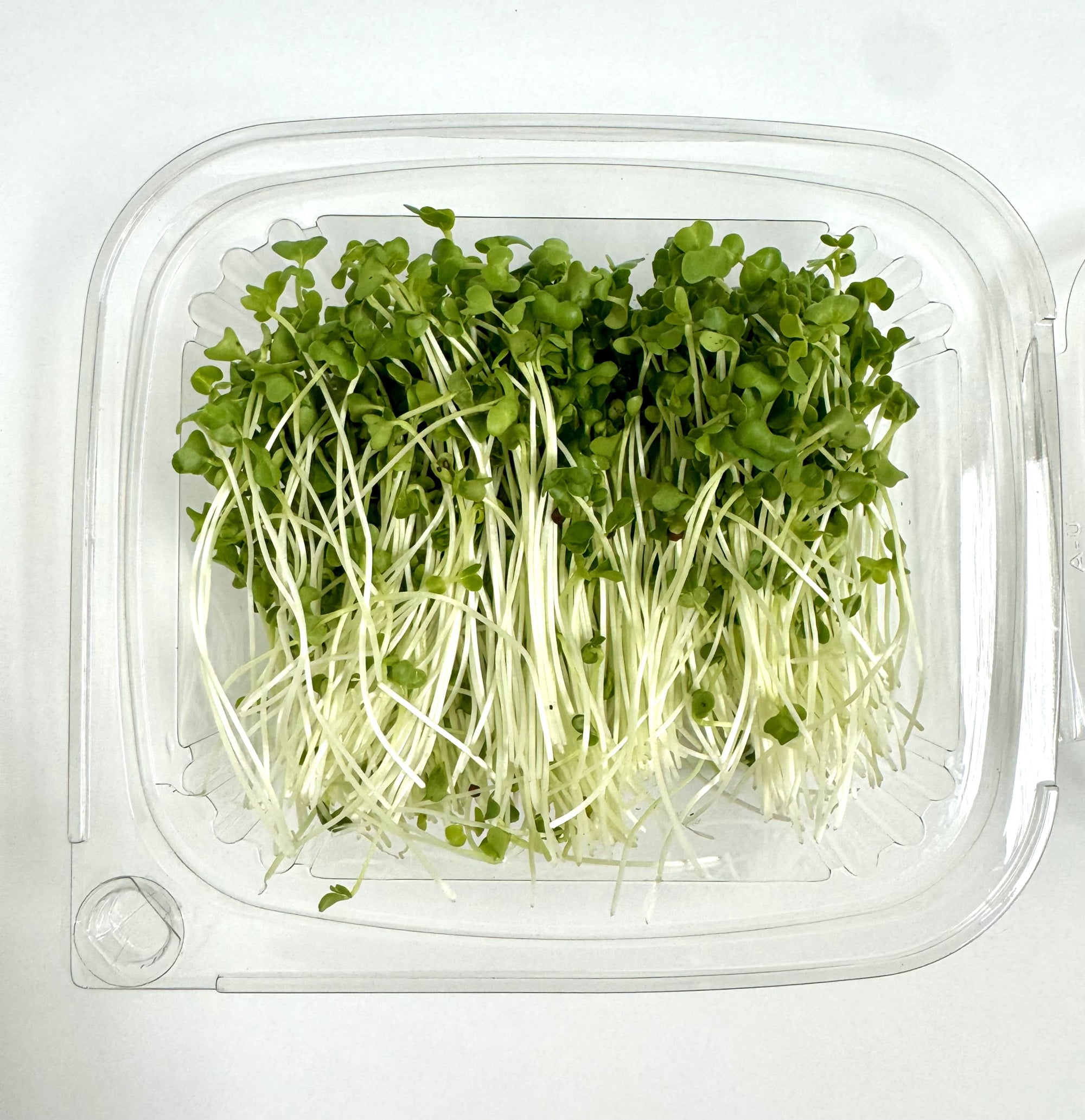 Broccoli Microgreens - Fresh cut Organic 1.8 oz