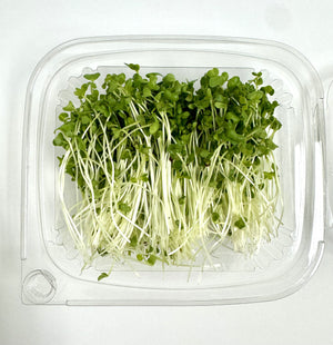 
                  
                    Load image into Gallery viewer, Broccoli Microgreens - Fresh cut Organic 1.8 oz
                  
                
