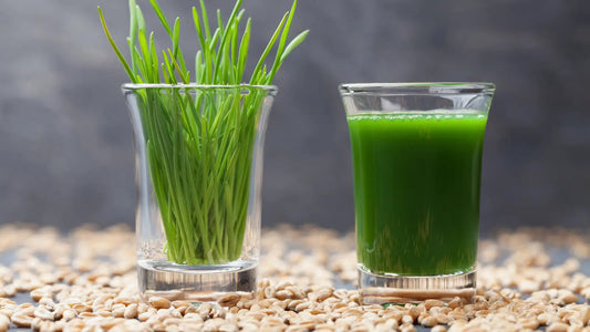 1 glass with wheatgrass blades 1 glass with wheatgrass juice Andi's Way