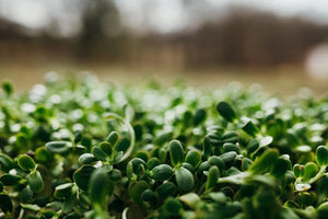 
                  
                    Load image into Gallery viewer, Fresh Organic Sunflower GreensSproutsFresh Organic Sunflower Greens - Andi&#39;s Way
                  
                