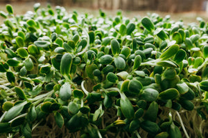 
                  
                    Load image into Gallery viewer, Fresh Organic Sunflower GreensSproutsFresh Organic Sunflower Greens - Andi&#39;s Way
                  
                