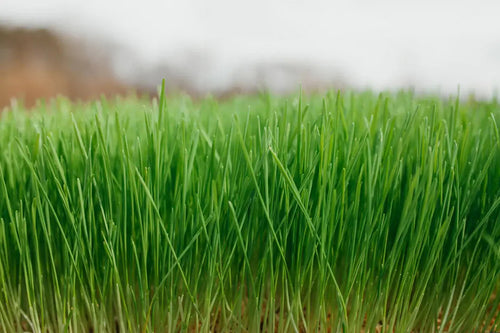 organic wheat seed for planting Organic Wheatgrass Seeds – Wheat Seed for Growing Wheatgrass | Hard Red Winter Wheat 1 lb