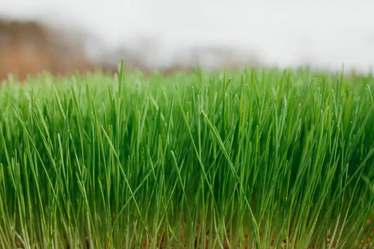 Organic wheatgrass seeds hard red winter wheat for growing wheatgrass