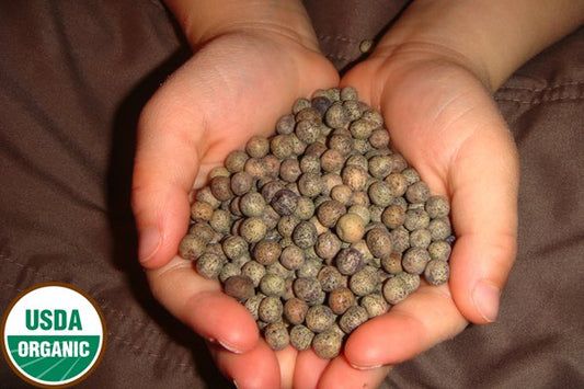 Organic pea seeds for microgreens and sprouting held in hand showing size and quality-Andi's Way
