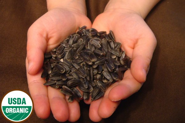 Organic Sunflower SeedSeedsOrganic Sunflower Seed - Andi's Way