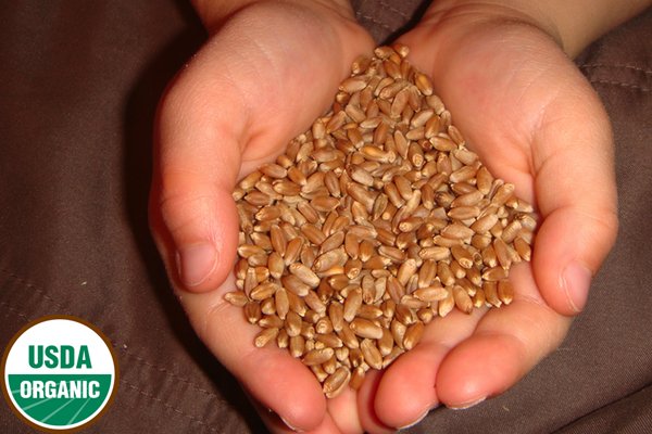 Organic wheatgrass seeds hard red winter wheat for growing wheatgrass