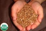 Organic Hard Red Winter Wheat Seed - Andi's Way