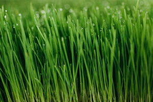 
                  
                    Load image into Gallery viewer, 1 LB Fresh Organic Wheatgrass - Andi&#39;s Way
                  
                